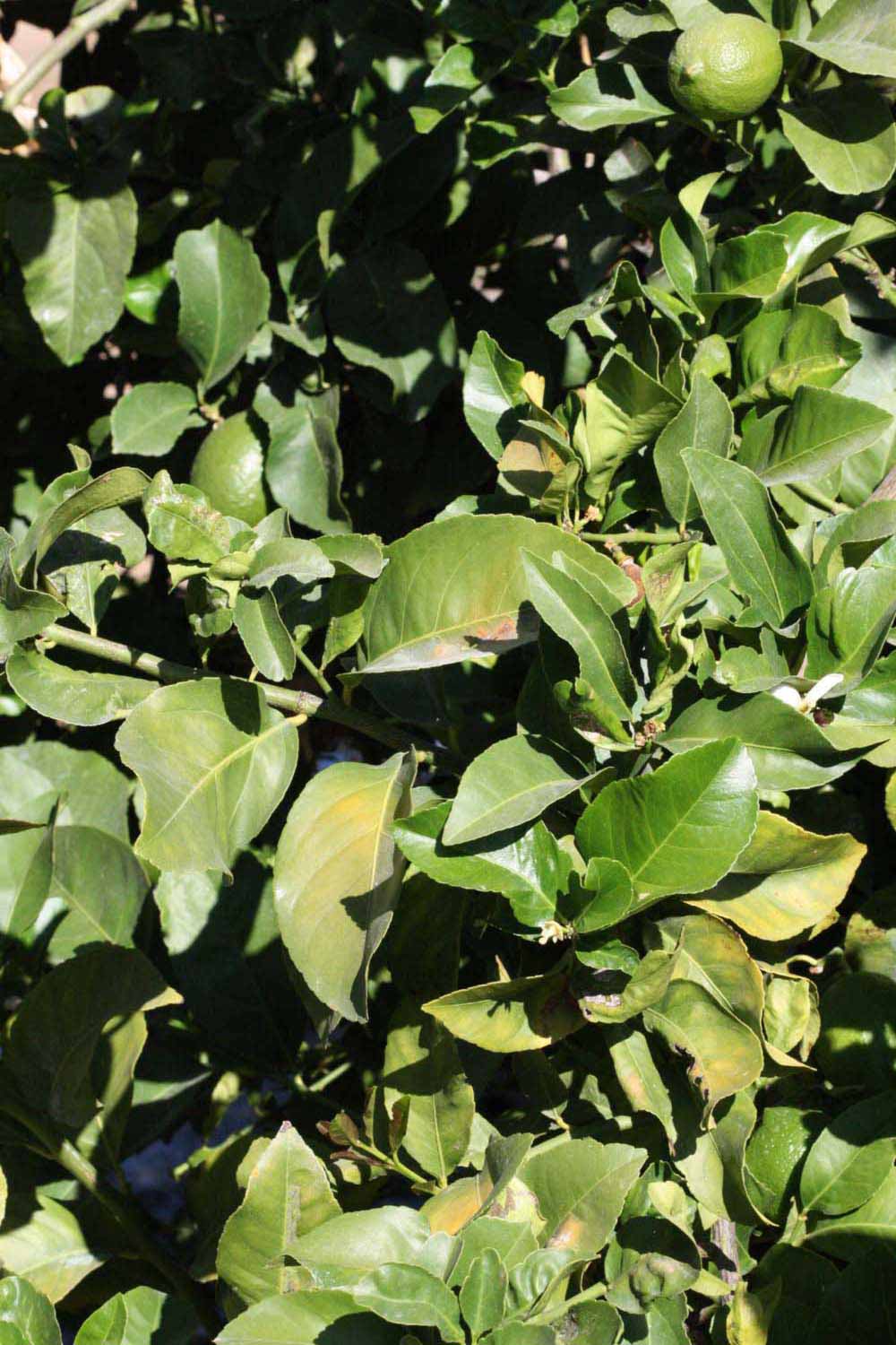              Sun leaves (Riverside, CA)       